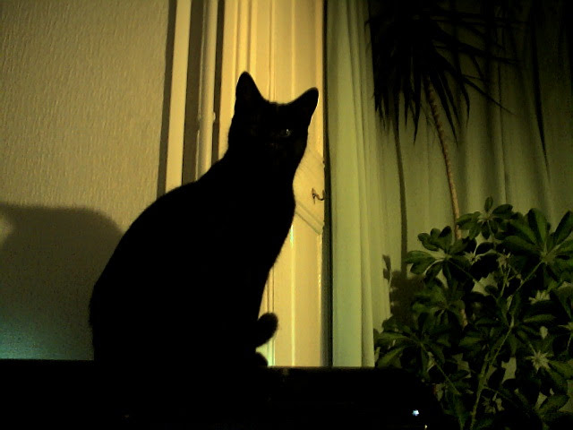 Cat in sillhouette